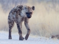 Tüpfelhyäne, Spotted hyena, Crocuta crocuta