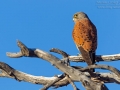 Turmfalke, Common Kestrel, Falco tinnunculus