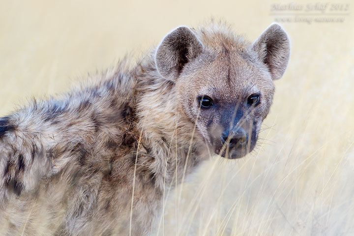 Tüpfelhyäne, Spotted hyena, Crocuta crocuta