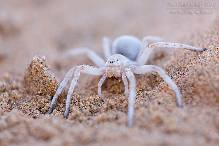 White Lady Spider