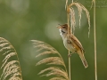 Drosselrohrsänger, Great Reed Warbler, Great Reed-Warbler, Acrocephalus arundinaceus, Rousserolle turdoïde, Carricero Tordal