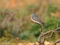 Kuckuck, Eurasian Cuckoo, Cuckoo, Common Cuckoo, Cuculus canorus, Coucou gris, Cuco Europeo, Cuco Común
