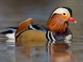 Mandarinente, Mandarin Duck, Aix galericulata