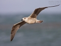 Mantelmöwe, Great Black-backed Gull, Greater Black-backed Gull, Larus marinus, Goéland marin, Gavión Atlántico