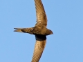 Mauersegler, Common Swift, Swift, Eurasian Swift, Apus apus, Martinet noir, Vencejo Común