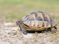Maurische Landschildkröte / Spur-thighed Tortoise / Testudo graeca