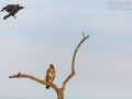 Mäusebussard, Common Buzzard, Buteo buteo