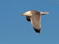 Mittelmeermöwe, Western Yellow-legged Gull, Larus cachinnans michahellis