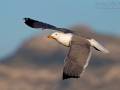Mittelmeermöwe, Western Yellow-legged Gull, Larus cachinnans michahellis