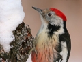 Mittelspecht, Middle Spotted Woodpecker, Dendrocopos medius, Picoides medius, Pic mar, Pico Mediano