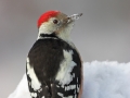 Mittelspecht, Middle Spotted Woodpecker, Dendrocopos medius, Picoides medius, Pic mar, Pico Mediano