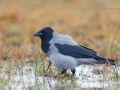 Nebelkrähe, Northern Carrion Crow, Corvus corone cornix