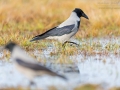Nebelkrähe, Northern Carrion Crow, Corvus corone cornix