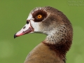 Nilgans, Egyptian Goose, Alopochen aegyptiacus