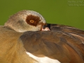 Nilgans, Egyptian Goose, Alopochen aegyptiacus