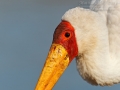 Nimmersatt, Yellow-billed Stork, Mycteria ibis