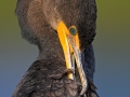 Ohrenscharbe, Double-crested Cormorant, Phalacrocorax auritus, Cormoran à aigrettes, Cormorán Orejudo