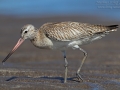Pfuhlschnepfe, Bar-tailed Godwit, Limosa lapponica, Barge rousse, Aguja Colipinta