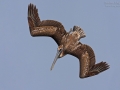 Braunpelikan, Brown Pelican,  Pelecanus occidentalis