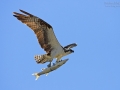 Fischadler, Osprey, Pandion haliaetus