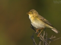Fitis, Willow Warbler, Phylloscopus trochilus