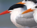 Königsseeschwalbe, Royal Tern, Sterna maxima