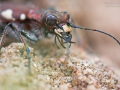 Dünen-Sandlaufkäfer, Northern dune tiger beetle, Cicindela hybrida