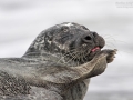 Seehund, Harbor seal, Phoca vitulina