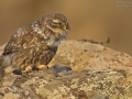 Steinkauz, Little Owl, Athene noctua
