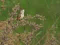 Drosselrohrsänger, Great Reed Warbler, Acrocephalus arundinaceus