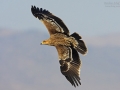 Kaiseradler, Eastern Imperial Eagle, Aquila heliaca