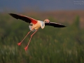 Rosaflamingo, Greater Flamingo, Phoenicopterus ruber