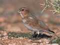 Rotflügelgimpel, Crimson-winged Finch, Rhodopechys sanguinea