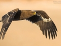 Steppenadler, Steppe Eagle, Aquila nipalensis