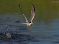 Zwergseeschwalbe, Little Tern, Sterna albifrons