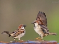 Haussperling, House Sparrow, Passer domesticus