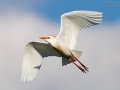 Kuhreiher, Cattle Egret, Bubulcus ibis