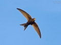 Mauersegler, Common Swift, Apus apus