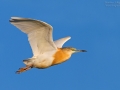 Rallenreiher, Squacco Heron, Ardeola ralloides