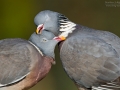 Ringeltaube, Wood pigeon, Columba palumbus