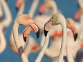 Rosaflamingo, Greater Flamingo, Phoenicopterus ruber