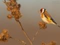 Stieglitz, Eurasian Goldfinch, Carduelis carduelis