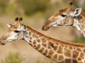 Giraffe, Giraffe, Giraffa camelopardis