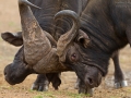 Kaffernbüffel, African Buffalo, Syncerus caffer