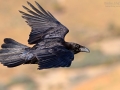 Kanarischer Kolkrabe, Canary Islands Raven, Corvus corax tingitanus