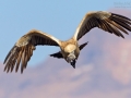 Kapgeier, Cape Vulture, Gyps coprotheres