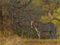 Leopard, Leopard, Panthera pardus
