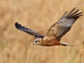 Rohrweihe, Western Marsh Harrier, Circus aeruginosus