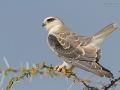Gleitaar, Black-shouldered Kite,