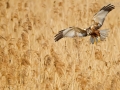 Rohrweihe, Western Marsh Harrier, Circus aeruginosus